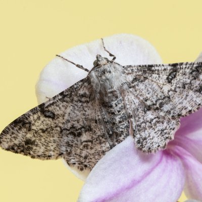 Ascotis selenaria (různorožec pelyňkový), Žebětín