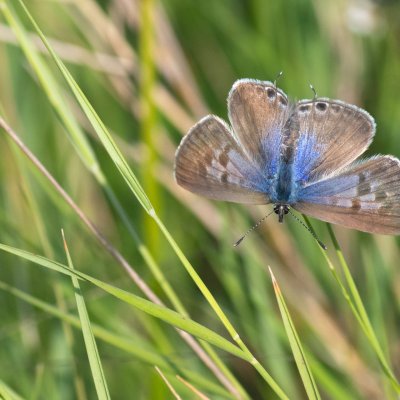 Leptotes pirithous (modrásek tažný), GR, Arakli, Korfu