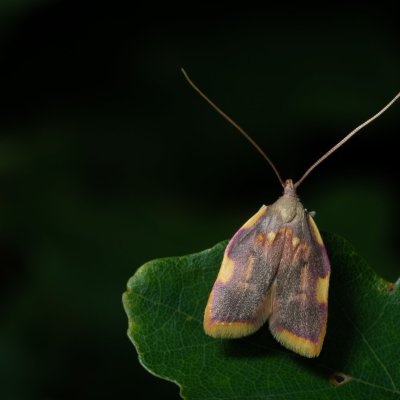 Carcina quercana (krásněnka dlouhorohá), Žebětín