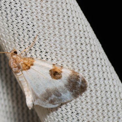 Plemyria rubiginata (píďalka dvoubarvá), Kateřinská jeskyně
