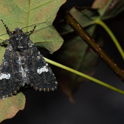 Polymixis serpentina (-), HR, Jablanac