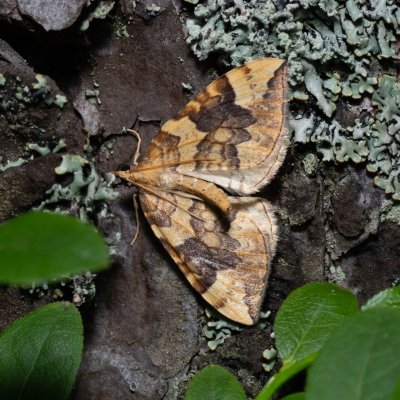 Eulithis populata (píďalka osiková), NPR Radostínské rašeliniště