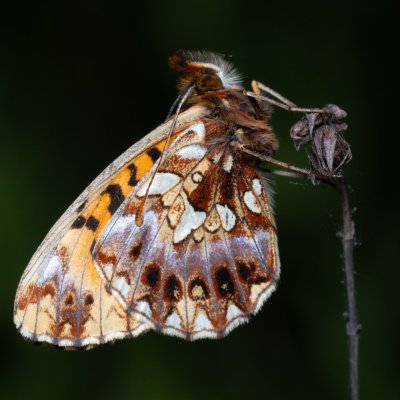 Boloria dia (perleťovec nejmenší), PR Liščí vrch