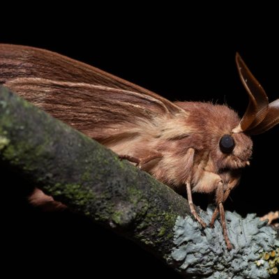 Lasiocampa trifolii (bourovec jetelový), PP Na cvičišti
