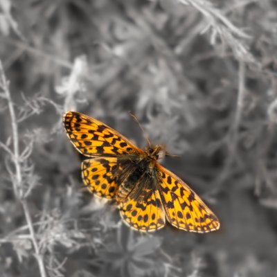 Boloria dia (perleťovec nejmenší), PR Kamenný vrch