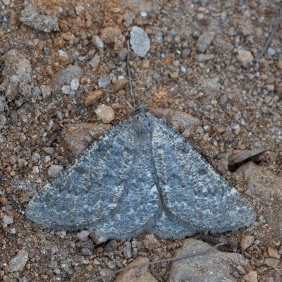 Gnophos obfuscata (-), IT, Pfelders - Plan, Jižní Tyrolsko