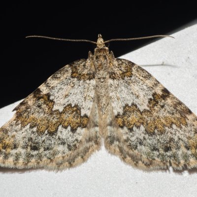 Entephria infidaria (píďalka šťavelová), PP Prameniště Pohořského potoka
