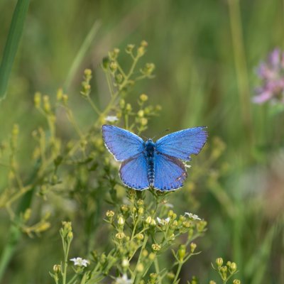 Polyommatus bellargus (modrásek jetelový), Kamenný vrch