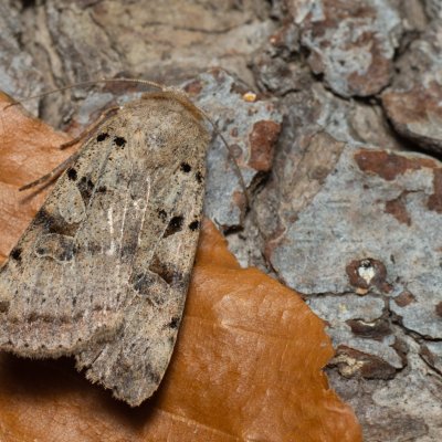 Eugnorisma depuncta (osenice tečkovaná), Hornek