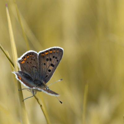Lycaena tityrus (ohniváček černoskvrnný), Javorek