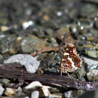 Araschnia levana (babočka síťkovaná), Oslavany