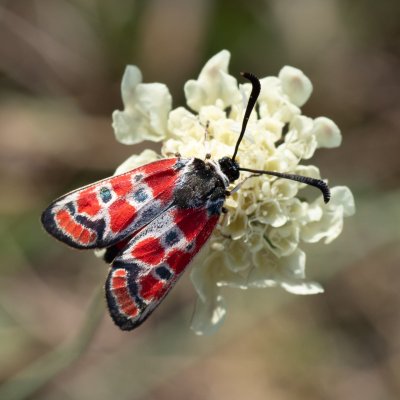 Zygaena carniolica (vřetenuška ligrusová), PR Kamenný vrch