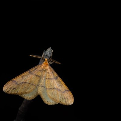 Agriopis aurantiaria (tmavoskvrnáč zlatavý), Helenčina studánka
