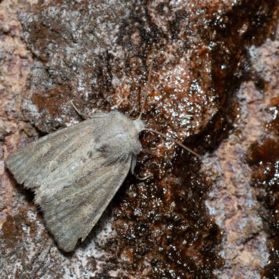 Photedes fluxa (travařka třtinová), Devět křížů