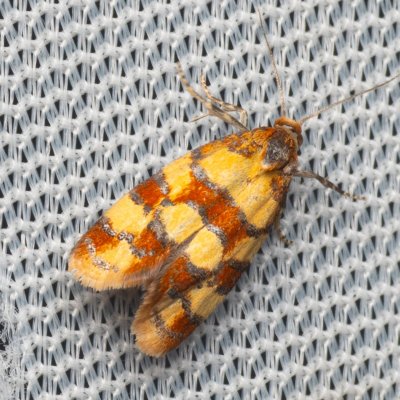 Aethes tesserana (obalečík jestřábníkový), Hády
