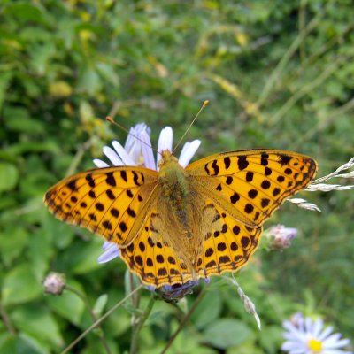 Issoria lathonia (perleťovec malý), NPR Mohelenská hadcová step