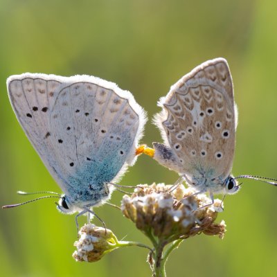 Polyommatus daphnis (modrásek hnědoskvrnný), Vilémovice