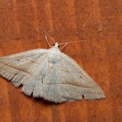 Petrophora chlorosata (kropenatec hasivkový), SK, Súľov-Hradná