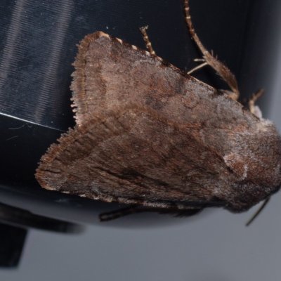 Cerastis rubricosa (osenice jarní), PP Kavky