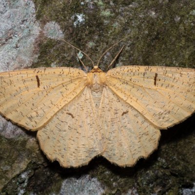 Angerona prunaria (zejkovec trnkový), NPP Jeskyně Pekárna