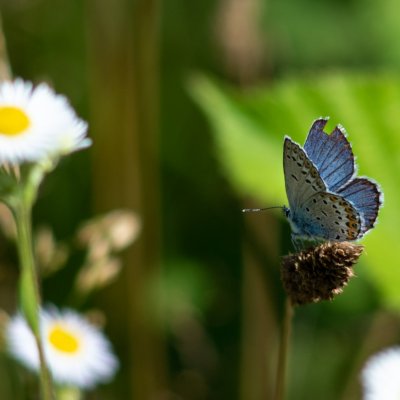 Plebejus argyrognomon (modrásek podobný), Kývalka