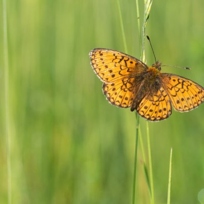 Boloria eunomia (perleťovec mokřadní), Pohoří na Šumavě