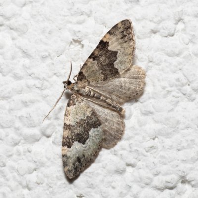 Colostygia aptata (píďalka skalková), IT, Pfelders - Plan, Jižní Tyrolsko