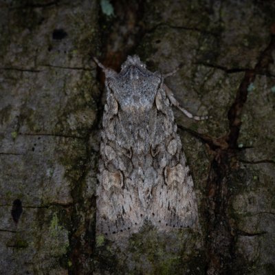 Lithophane ornitopus (dřevobarvec lesní), Žebětín