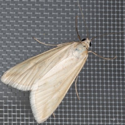 Loxostege turbidalis (-), PP Ječmeniště