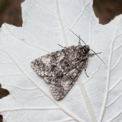 Acronicta megacephala (šípověnka velkohlavá), NPP Červený kopec
