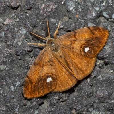 Orgyia antiqua (štětconoš trnkový), mokřad u Sedlece