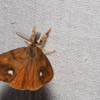 Orgyia antiqua (štětconoš trnkový), Kývalka