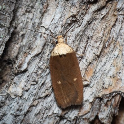 Agonopterix furvella (plochuška třemdavová), PP Střelický les