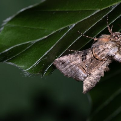 Abrostola tripartita (kovolesklec žahavkový), Žebětín