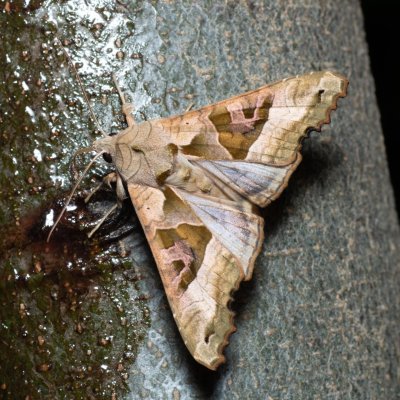 Phlogophora meticulosa (blýskavka mramorovaná), Březina