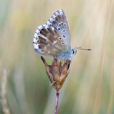 Polyommatus coridon (modrásek vikvicový), PP Černice