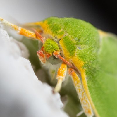 Bena bicolorana (zeleněnka dubová), Žebětín