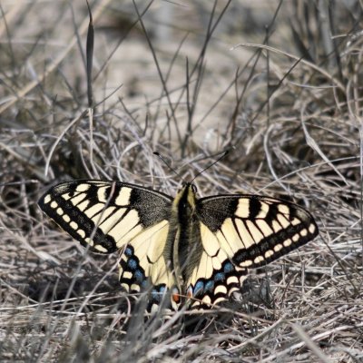 Papilio machaon (otakárek fenyklový), NPP Pouzdřanská step - Kolby