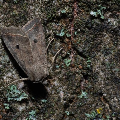 Agrochola lota (polnice vrbová), Žebětín