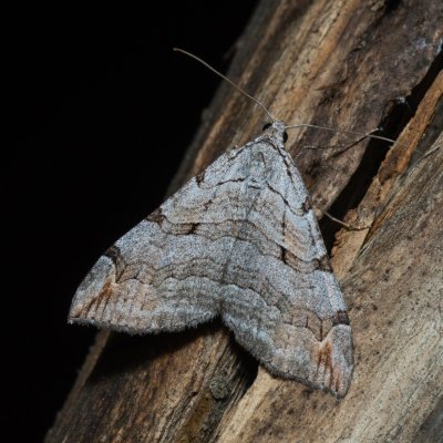 Aplocera plagiata (píďalka úhorová), Žebětín