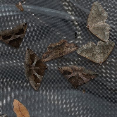 Myrtidion monastery, Korfu