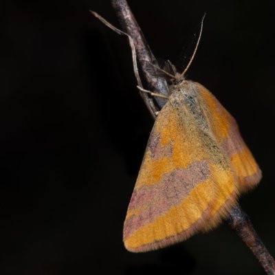 Lythria cruentaria (rudopásník menší), NPP Váté písky
