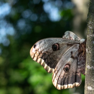 Saturnia pyri (martináč hrušňový), PR Kamenný vrch