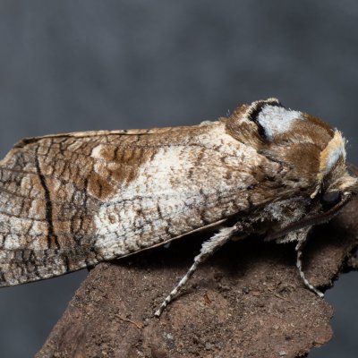 Cossus cossus (drvopleň obecný), Žebětín