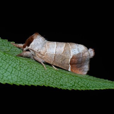 Clostera curtula (vztyčnořitka rudoskvrnná), Popůvky