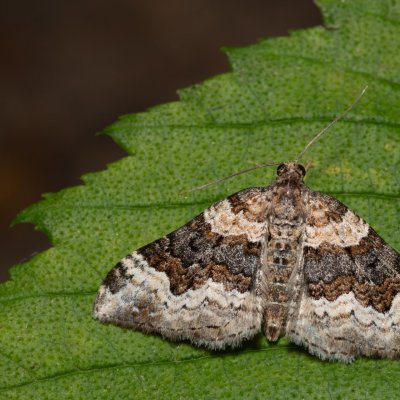 Epirrhoe galiata (píďalka úzkopruhá), Kateřinská jeskyně