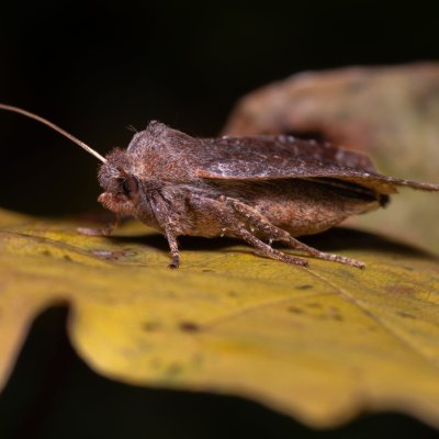 Conistra ligula (zimovnice hlohová), PR Kamenný vrch
