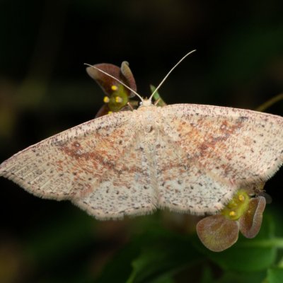 Cyclophora porata (očkovec březový), Žebětín