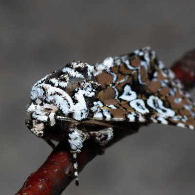 Lamprosticta culta (pestroskvrnka trnková), HR, Krasno