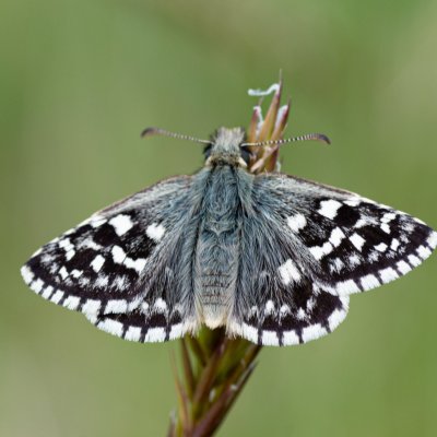 Pyrgus malvae (soumračník jahodníkový), PP Kozének